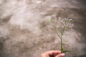 Slow life: cos'è e quali sono i benefici?
